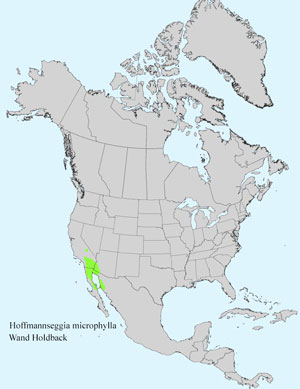North America species range map for Hoffmannseggia microphylla: